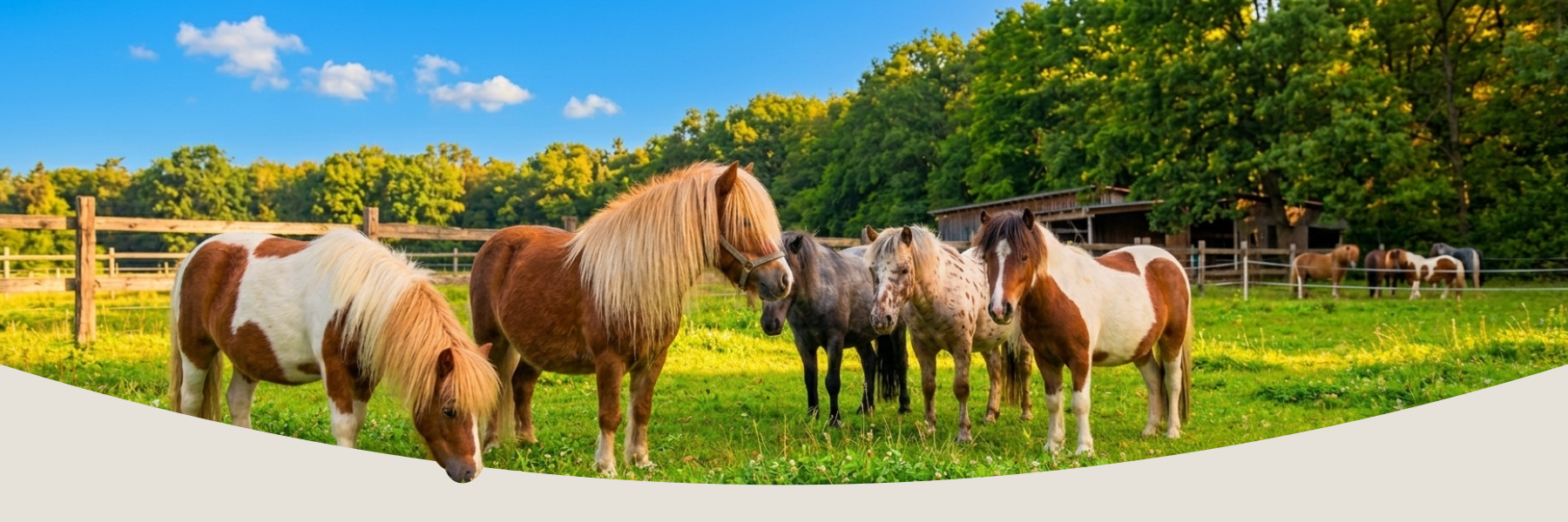 header-ponyhof